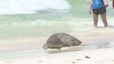 Sea turtle released in Inlet Beach, nesting season has begun in the Panhandle