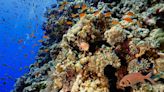 Scientists demonstrate way to 'read' chemical messages left by coral reef marine life — and it could help save future populations of coral