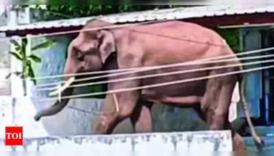 Wild Tusker Roaming Gobichettipalayam Town Instills Fear Among Residents | Coimbatore News - Times of India