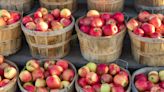 Apple Orchards Face Tough Decisions This Year