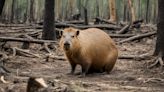 Deforestación: el asesino silencioso de la biodiversidad amazónica | Blogs El Espectador