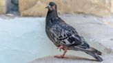 Por qué a algunas palomas les falta una pata y mueven la cabeza al caminar