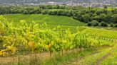 Top English winemakers toast to another sparkling year