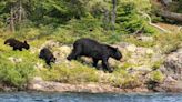 Forest Service toughens rules on food storage in Boundary Waters to keep it away from bears