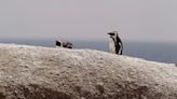 活活餓死！非洲唯一企鵝「恐在11年內」野外滅絕 剩不到1萬對