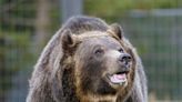 72-year-old man picking berries in Montana kills grizzly bear who attacked him
