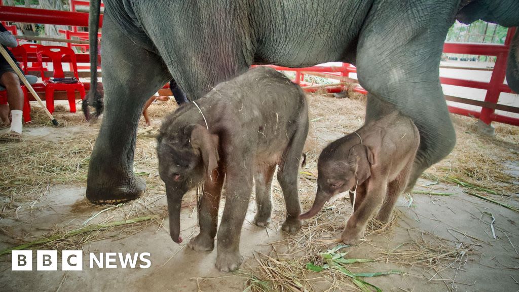 Rare twin elephants born in Thailand 'miracle'