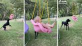 Great Dane loves to swing with neighbor’s little girl in adorable TikTok
