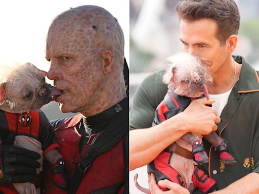 Ryan Reynolds faz homenagem à Dogpool: 'Amo essa cadela'