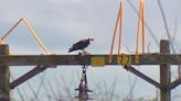 Osprey nest on power lines causes 8,000+ power outages in Maine towns