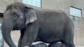 Miracle elephant twins born in ‘historic moment’ at Syracuse zoo