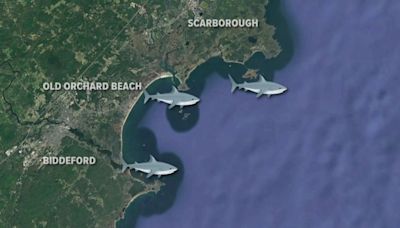 Are recent shark sightings in Maine something to be concerned about?