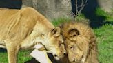 Detroit Zoo announces Simba the lion will be leaving in the near future