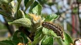 How to treat a painful rash caused by the browntail moth caterpillar