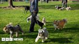 Tower Hamlets considers new rules to tackle 'out-of-control' dogs