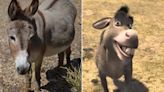 Burro que inspirou personagem de Sherk enfrenta problemas de saúde