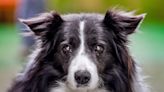 SARDS in Dogs: How to Help Your Pup With Sudden Vision Loss