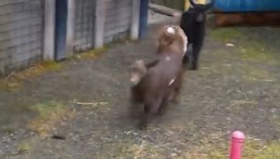 ‘Quite vocal’ kid goats settle in at Washington’s Point Defiance Zoo