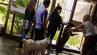 Refugio "Galleta corazón canino", en peligro de cierre; lucha por su supervivencia en Tenancingo | El Universal
