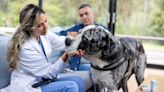 Are Veterinary Home Visits Right for Your Dog?