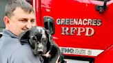 Fire chief adopts puppy from fire scene: ‘I was so sad he’d been burned’