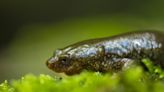 Descubren una nueva subespecie de tritón del Montseny que puede ayudar a evitar su extinción