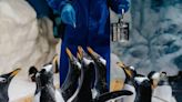 歡度世界企鵝日 屏東海生館馬可羅尼企鵝寶寶萌樣曝光 推夜宿優惠引熱潮 | 蕃新聞