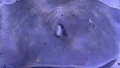 After saying Charlotte, a lone stingray, was pregnant, aquarium now says she's sick