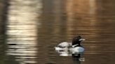 Letters: We must protect loons and other wildlife from climate change