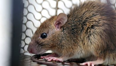 Un hombre contrajo hantavirus en Bariloche y se encuentra en terapia intensiva