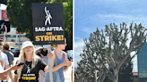 SAG strike news: Universal Studios accused of pruning trees to remove shade for picketing actors and writers