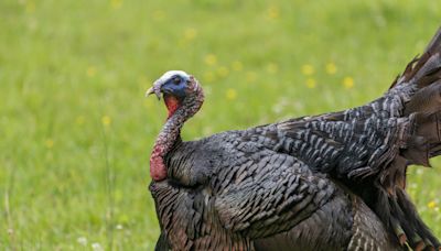 Turkey Rescued From Slaughterhouse Is in Awe After Seeing Sunlight for the First Time