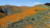 What is a superbloom?