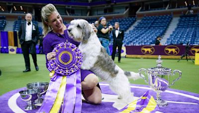 Dog Show 101: What's what at the Westminster Kennel Club