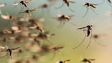 Baja la temperatura pero siguen los mosquitos: cómo prevenir los que transmiten dengue y se esconden en los rincones del hogar