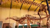 Embriones y huevos fosilizados de dinosaurios se podrán ver en el museo de Plaza Huincul - Diario Río Negro