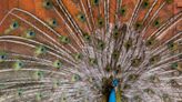 A peacock — yes, a peacock — is loose in Saginaw Township. You’ll never guess why.