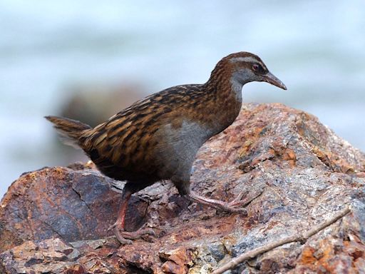 US reality TV show contestant kills and eats rare bird in New Zealand