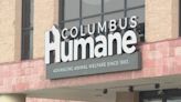 Columbus Humane CEO says dogfighting is 'consistent challenge' after nearly 40 dogs seized