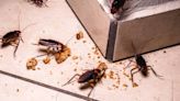 Verano en España: alerta por una invasión de cucarachas resistentes a los plaguicidas
