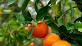 Florida Citrus Truck, Polish Wigilia and more things to know in food and drink news