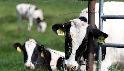 Bird Flu Keeps Spreading in U.S. Cows. How Worried Should You Be?