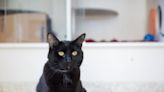 Are black cats really bad luck, and are more hurt at Halloween? Experts bust popular myths