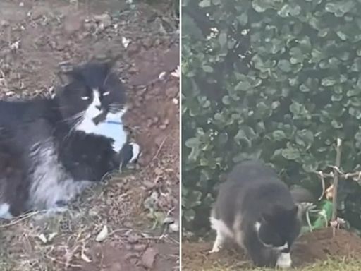 Bear, el gato que perdió a su hermano y visita su tumba todos los días