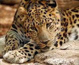 Amur leopard