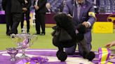 In Photos: The 2024 Westminster Dog Show
