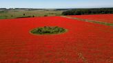 Rewilding creates a sea of red poppies