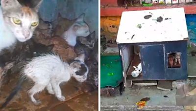 ...From Shelter Home, Animal Lover Blames TMC Worker For Destroying Makeshift Facility; Heart-Breaking VIDEO Surfaces