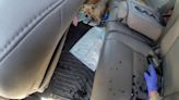 Distressed puppies locked inside 43C van as police rush to help