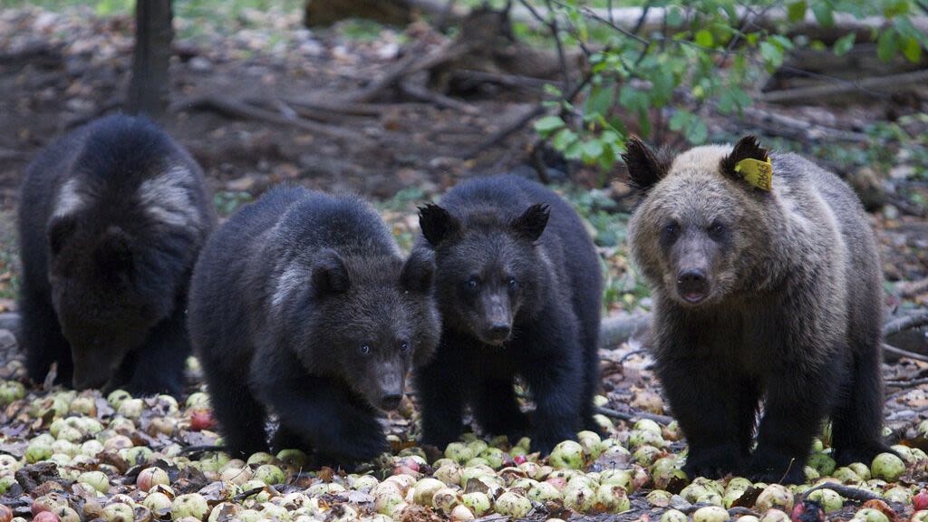 Ecologists outraged as authorities kill dozens of 'problem' bears in Slovakia